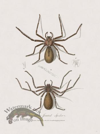 55 New Holland Caffowary